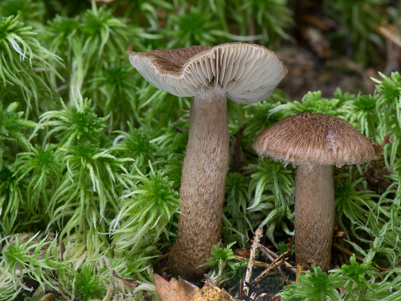 Inocybe stellatospora